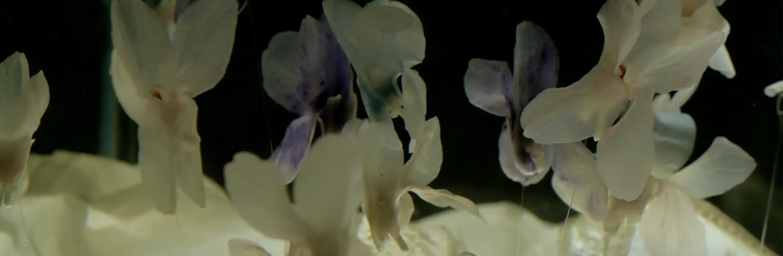 Fiori bianchi e viola delicati in primo piano su sfondo scuro, fotografia floreale artistica